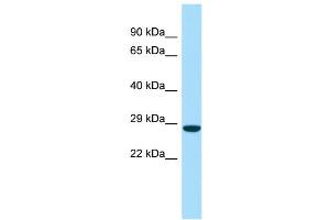Image no. 1 for anti-Family with Sequence Similarity 3, Member A (FAM3A) (C-Term) antibody (ABIN2783842)