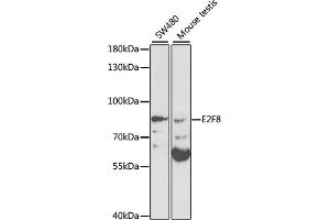 Western blot analysis of extracts of various cell lines, using E2F8 antibody (ABIN3021512, ABIN3021513, ABIN1512844 and ABIN6215172) at 1:1000 dilution.