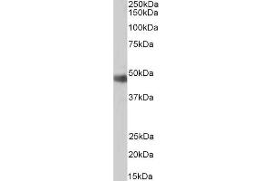 Image no. 2 for anti-Origin Recognition Complex, Subunit 4 (ORC4) (C-Term) antibody (ABIN184591)