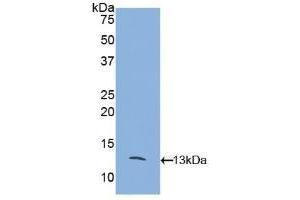 CCL8 antibody  (AA 20-94)