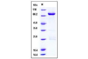 Image no. 1 for CLK3 (CLK3) (AA 1-490) protein (GST tag) (ABIN2003295)