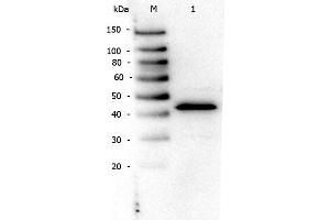 Image no. 1 for anti-Peroxisome Proliferator-Activated Receptor alpha (PPARA) (N-Term) antibody (ABIN105798)