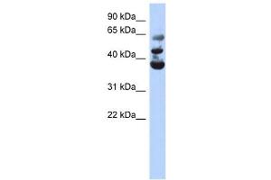 Image no. 1 for anti-NOP2/Sun Domain Family, Member 3 (NSUN3) (Middle Region) antibody (ABIN631536)