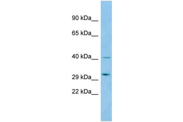 anti-Abhydrolase Domain Containing 14A (ABHD14A) (C-Term) antibody