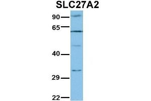 Image no. 2 for anti-Solute Carrier Family 27 (Fatty Acid Transporter), Member 2 (SLC27A2) (N-Term) antibody (ABIN2781594)