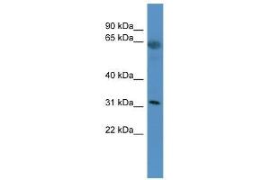 Image no. 1 for anti-Olfactory Receptor, Family 2, Subfamily T, Member 29 (OR2T29) (C-Term) antibody (ABIN929362)