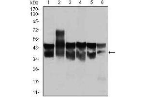 Image no. 2 for anti-Cyclin-Dependent Kinase 2 (CDK2) antibody (ABIN969506)