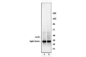 Image no. 3 for anti-Jun D Proto-Oncogene (JUND) (N-Term) antibody (ABIN6972242)