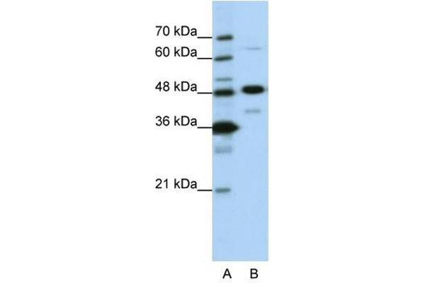 anti-Nucleolar Protein 4 (NOL4) (N-Term) antibody