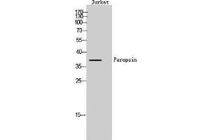 Image no. 1 for anti-Peropsin (RRH) (Internal Region) antibody (ABIN3186398)