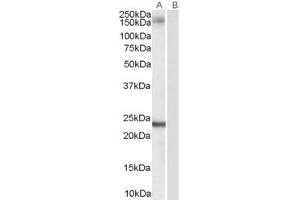 Image no. 1 for anti-Golgin A3 (GOLGA3) (C-Term) antibody (ABIN185473)