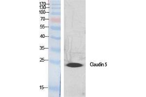 Image no. 1 for anti-Claudin 5 (CLDN5) (C-Term) antibody (ABIN3183944)