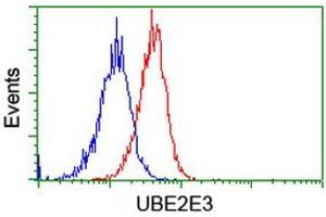Image no. 3 for anti-Ubiquitin-Conjugating Enzyme E2E 3 (UBE2E3) antibody (ABIN1501615)