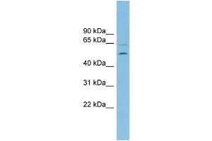 Image no. 1 for anti-Endoplasmic Reticulum Lectin 1 (ERLEC1) (Middle Region) antibody (ABIN2786151)