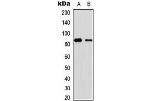 OLFML2B antibody  (Center)