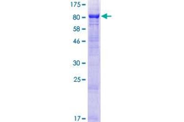 MON1B Protein (MON1 Homolog B) (AA 1-547) (GST tag)