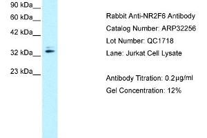 NR2F6 antibody  (N-Term)