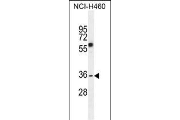 VSTM4 antibody  (AA 142-170)