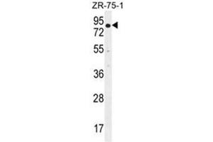 Image no. 3 for anti-beta-Transducin Repeat Containing (BTRC) (AA 24-60), (N-Term) antibody (ABIN952275)