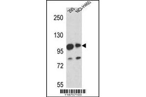 Image no. 1 for anti-Mastermind-Like 1 (MAML1) (Center) antibody (ABIN2445268)