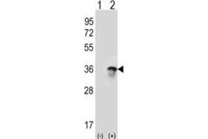 Image no. 1 for anti-U2 Small Nuclear RNA Auxiliary Factor 1 (U2AF1) antibody (ABIN3001639)