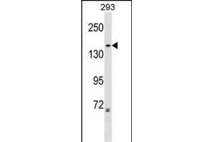NCG2 Antibody (Center) 17069c western blot analysis in 293 cell line lysates (35 μg/lane).