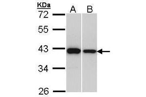 WB Image Sample (30 ug of whole cell lysate) A: H1299 B: Hep G2 , 12% SDS PAGE antibody diluted at 1:1000
