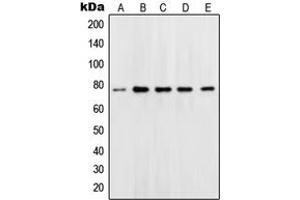 Image no. 1 for anti-Solute Carrier Family 22 (Organic Cation Transporter), Member 1 (SLC22A1) (N-Term) antibody (ABIN2707286)
