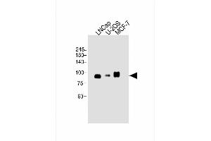 Image no. 3 for anti-CD276 (CD276) (AA 493-522), (C-Term) antibody (ABIN656709)