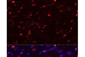 Immunofluorescence analysis of Rat brain using MEGF10 Polyclonal Antibody at dilution of 1:100.