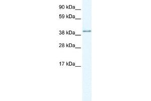 Image no. 1 for anti-A Kinase (PRKA) Anchor Protein 7 (AKAP7) (Middle Region) antibody (ABIN2775176)