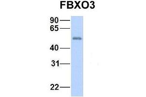 Image no. 3 for anti-F-Box Protein 3 (FBXO3) (N-Term) antibody (ABIN2774697)
