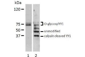 Image no. 2 for anti-YY1 Transcription Factor (YY1) (full length) antibody (ABIN2443872)
