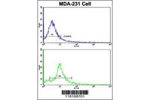 Image no. 3 for anti-Nucleoporin 62kDa (NUP62) (AA 492-520), (C-Term) antibody (ABIN391711)