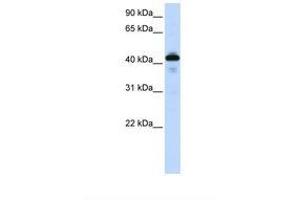 Image no. 1 for anti-Surfactant Protein B (SFTPB) (AA 194-243) antibody (ABIN1493901)