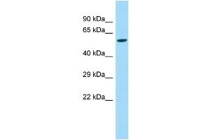 Image no. 1 for anti-butyrophilin, Subfamily 2, Member A2 (BTN2A2) (N-Term) antibody (ABIN2790729)