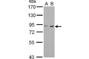 Image no. 1 for anti-Forkhead Box M1 (FOXM1) (N-Term) antibody (ABIN2855295)