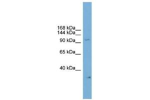Image no. 1 for anti-Neuronal PAS Domain Protein 2 (NPAS2) (C-Term) antibody (ABIN2779882)