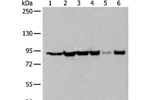 Western blot analysis of 293T cell lysates using XAB2 Polyclonal Antibody at dilution of 1:250