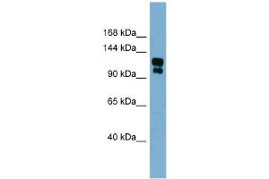 Image no. 1 for anti-Transient Receptor Potential Cation Channel, Subfamily A, Member 1 (TRPA1) (Middle Region) antibody (ABIN2776190)