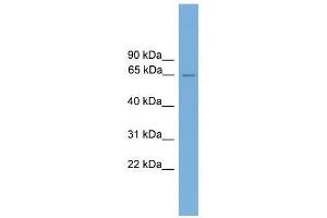 Image no. 1 for anti-Caspase Recruitment Domain Family, Member 9 (CARD9) (Middle Region) antibody (ABIN928979)