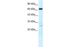 Image no. 2 for anti-Mediator Complex Subunit 17 (MED17) (N-Term) antibody (ABIN2778320)