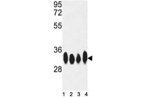 Image no. 4 for anti-ELAV (Embryonic Lethal, Abnormal Vision, Drosophila)-Like 1 (Hu Antigen R) (ELAVL1) antibody (ABIN3028633)