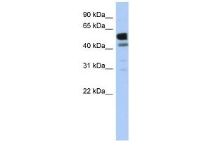 Image no. 1 for anti-Lactate Dehydrogenase D (LDHD) (Middle Region) antibody (ABIN632075)