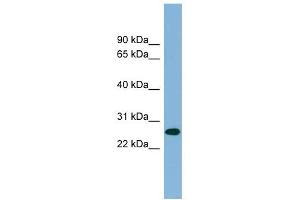 Image no. 1 for anti-serine/arginine-Rich Splicing Factor 12 (SRSF12) (Middle Region) antibody (ABIN633412)