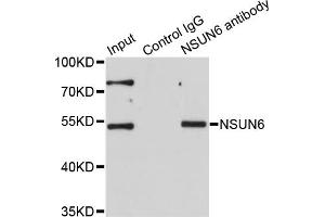 Image no. 2 for anti-NOP2/Sun Domain Family, Member 6 (NSUN6) antibody (ABIN6570990)