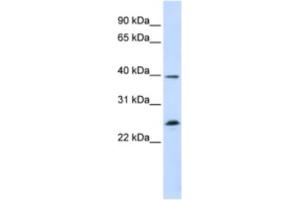 Image no. 1 for anti-Single-Stranded DNA Binding Protein 2 (SSBP2) antibody (ABIN2460285)