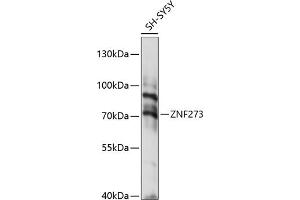 ZNF273 antibody  (AA 210-260)