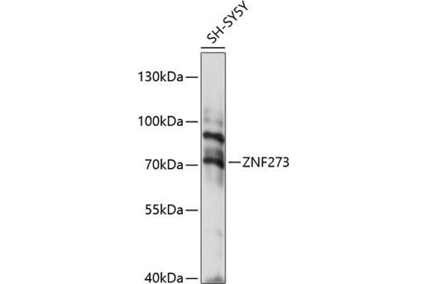 ZNF273 antibody  (AA 210-260)