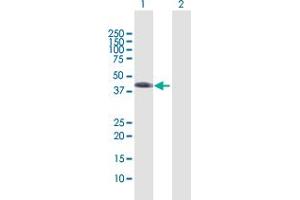 Western Blot analysis of WNT5B expression in transfected 293T cell line by WNT5B MaxPab polyclonal antibody.